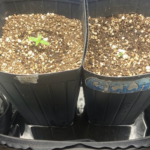 White Widow Auto 🕷️ growlog photo: Coloquei um tanto de água no fundo do Grow para aumentar a umidade que está baixa 