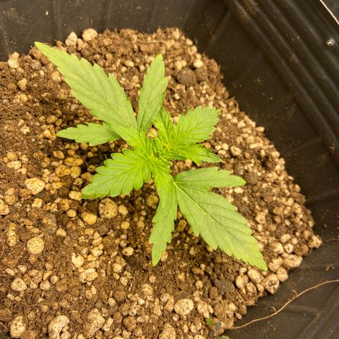 White Widow Auto 🕷️ growlog photo: Planta super saudável e se desenvolvendo 