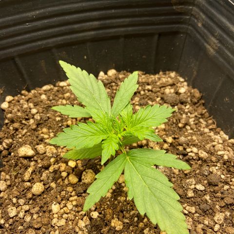 White Widow Auto 🕷️ growlog photo: Planta super saudável e se desenvolvendo 