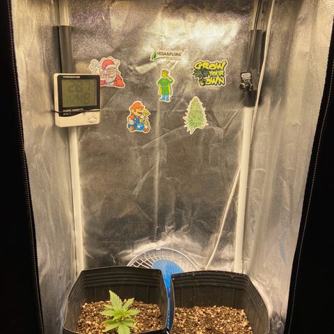 White Widow Auto 🕷️ growlog photo: Altura do Led 50cm e intensidade da luz 80% 