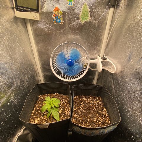 White Widow Auto 🕷️ growlog photo: Borrifei água no grow inteiro para aumentar a umidade pois está muito baixa (47%) 
