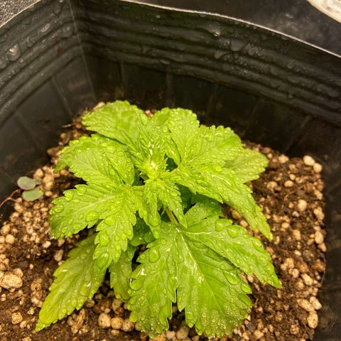 White Widow Auto 🕷️ growlog timeline photo