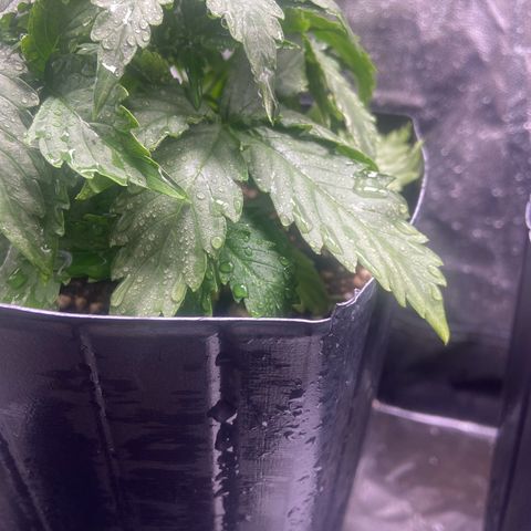 White Widow Auto 🕷️ growlog photo: Cortei as bordas do vaso pois a planta estava muito abaixo da boca(tinha deixado um tanto de espaço para cobrir com terra a planta  mas não foi preciso) 