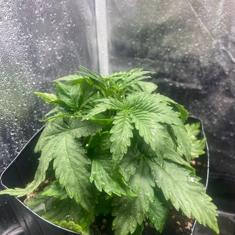 White Widow Auto 🕷️ growlog photo: Planta cada dia mais linda e se desenvolvendo super bem