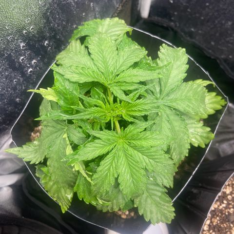 White Widow Auto 🕷️ growlog photo: Planta cada dia mais linda e se desenvolvendo super bem