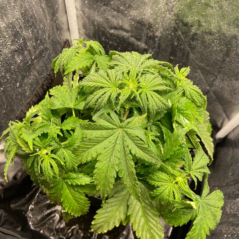 White Widow Auto 🕷️ growlog photo: A planta tá cada vez mais linda e crescendo muito rápido, creio que logo menos irá entrar na flora 