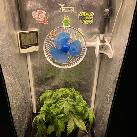 White Widow Auto 🕷️ growlog photo: Borrifei água no Grow todo para ajudar na temperatura e umidade do Grow mas creio que vai se manter nos parâmetros agora pela exaustão melhorada para ajudar na temperatura e nos dias de chuva que está tendo por aqui para ajudar na umidade 