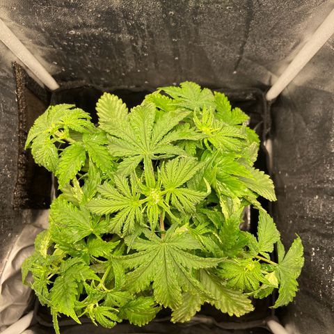 White Widow Auto 🕷️ growlog photo: A planta tá cada vez mais linda e crescendo muito rápido, creio que logo menos irá entrar na flora 