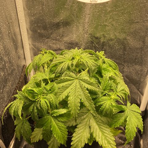 White Widow Auto 🕷️ growlog timeline photo