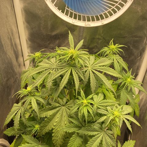 White Widow Auto 🕷️ growlog photo: Entrou na pré-Flora 🥦 