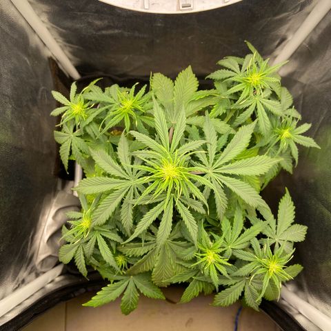 White Widow Auto 🕷️ growlog photo: Entrou na pré-Flora 🥦 