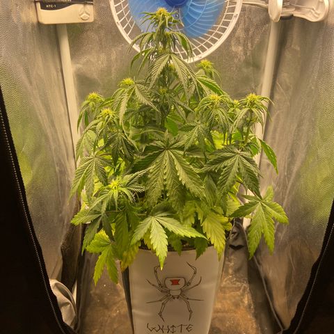 White Widow Auto 🕷️ growlog photo: Entrou na floração e ganhou até um desenho personalizado que minha esposa fez 🤍
Vem forte White Widow 🕷️💪🏽