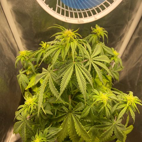 White Widow Auto 🕷️ growlog photo: Entrou na floração e ganhou até um desenho personalizado que minha esposa fez 🤍
Vem forte White Widow 🕷️💪🏽