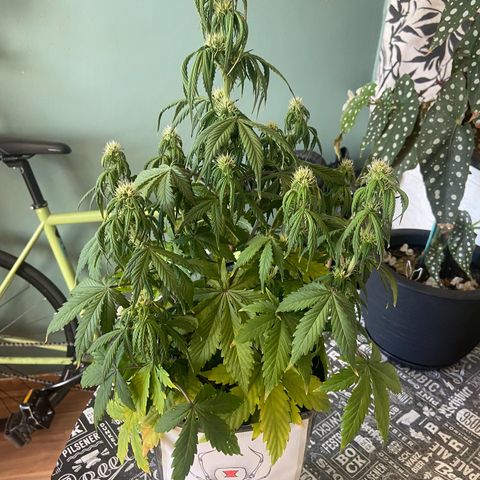 White Widow Auto 🕷️ growlog photo: Antes e depois da desfolhação e do LST