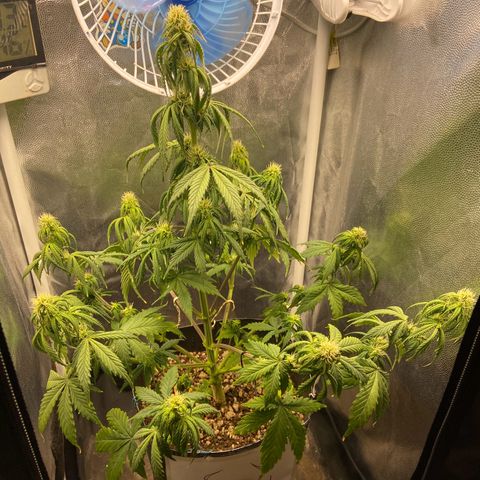 White Widow Auto 🕷️ growlog photo: Antes e depois da desfolhação e do LST