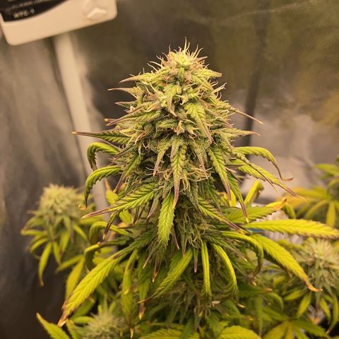 White Widow Auto 🕷️ growlog timeline photo
