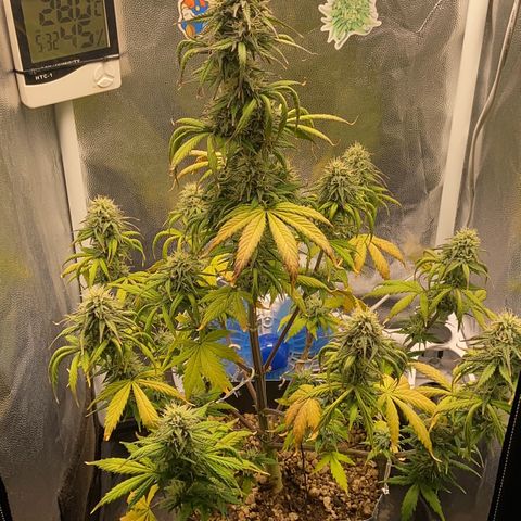 White Widow Auto 🕷️ growlog timeline photo