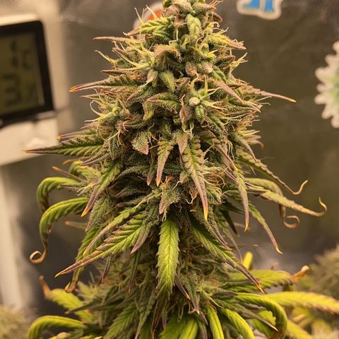 White Widow Auto 🕷️ growlog photo: Flores cada vez mais lindas 😍
Semana que vem já faço a conferência dos tricomas, acho que vai mais uns 15 dias até a colheita…

Vou fazer mais uma rega com fert e verificar se ela já está com os tricomas maduros para eu cortar a nutrição e manter só na água e por final o flush com água e gelo 