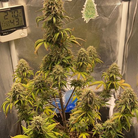 White Widow Auto 🕷️ growlog photo: Flores cada vez mais lindas 😍
Semana que vem já faço a conferência dos tricomas, acho que vai mais uns 15 dias até a colheita…

Vou fazer mais uma rega com fert e verificar se ela já está com os tricomas maduros para eu cortar a nutrição e manter só na água e por final o flush com água e gelo 