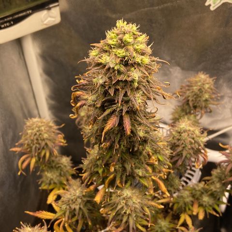 White Widow Auto 🕷️ growlog photo: As flores estão com uma tonalidade linda 
Com tons de roxo misturado com um verde bem claro

Flores em formato de cálice, bem estruturada e engordou muito os buds(creio que foi a nutrição, gostou muito da linha da Sta flor)
O cheiro das flores exalando pela casa toda mas não consigo diferenciar qual o aroma dela, tem um cheiro bem forte doce mas ao mesmo tempo de queijo, bem fedida mas muito cheirosa kkk

