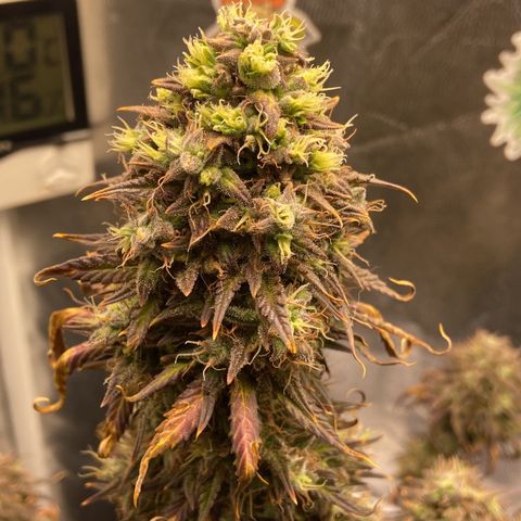 White Widow Auto 🕷️ growlog photo: As flores estão com uma tonalidade linda 
Com tons de roxo misturado com um verde bem claro

Flores em formato de cálice, bem estruturada e engordou muito os buds(creio que foi a nutrição, gostou muito da linha da Sta flor)
O cheiro das flores exalando pela casa toda mas não consigo diferenciar qual o aroma dela, tem um cheiro bem forte doce mas ao mesmo tempo de queijo, bem fedida mas muito cheirosa kkk
