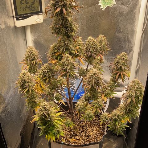 White Widow Auto 🕷️ growlog photo: As flores estão com uma tonalidade linda 
Com tons de roxo misturado com um verde bem claro

Flores em formato de cálice, bem estruturada e engordou muito os buds(creio que foi a nutrição, gostou muito da linha da Sta flor)
O cheiro das flores exalando pela casa toda mas não consigo diferenciar qual o aroma dela, tem um cheiro bem forte doce mas ao mesmo tempo de queijo, bem fedida mas muito cheirosa kkk
