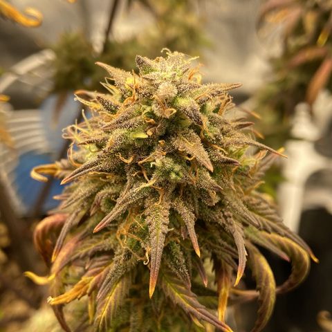 White Widow Auto 🕷️ growlog photo: As flores estão com uma tonalidade linda 
Com tons de roxo misturado com um verde bem claro

Flores em formato de cálice, bem estruturada e engordou muito os buds(creio que foi a nutrição, gostou muito da linha da Sta flor)
O cheiro das flores exalando pela casa toda mas não consigo diferenciar qual o aroma dela, tem um cheiro bem forte doce mas ao mesmo tempo de queijo, bem fedida mas muito cheirosa kkk
