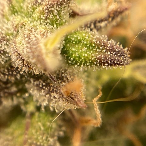 White Widow Auto 🕷️ growlog photo: Conferência dos tricomas:
A maioria leitoso e nas partes onde a flor está mais arroxeada estão âmbar, creio que 60% leitoso é 40% ambar, irei ficar conferindo no decorrer da semana a maturação dos tricomas