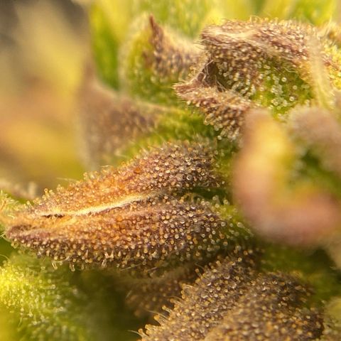 White Widow Auto 🕷️ growlog photo: Conferência dos tricomas:
A maioria leitoso e nas partes onde a flor está mais arroxeada estão âmbar, creio que 60% leitoso é 40% ambar, irei ficar conferindo no decorrer da semana a maturação dos tricomas