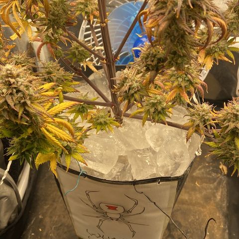 White Widow Auto 🕷️ growlog photo: Flush de gelo 🧊 