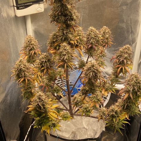 White Widow Auto 🕷️ growlog photo: Flush de gelo 🧊 