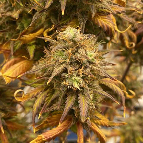 White Widow Auto 🕷️ growlog photo: Colheita 🔪 