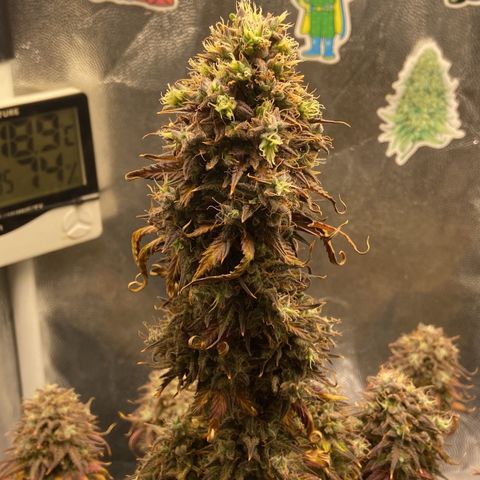 White Widow Auto 🕷️ growlog photo: Colheita 🔪 