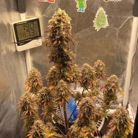 White Widow Auto 🕷️ growlog photo: Colheita 🔪 