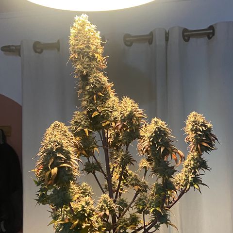 White Widow Auto 🕷️ growlog photo: Colheita 🔪 