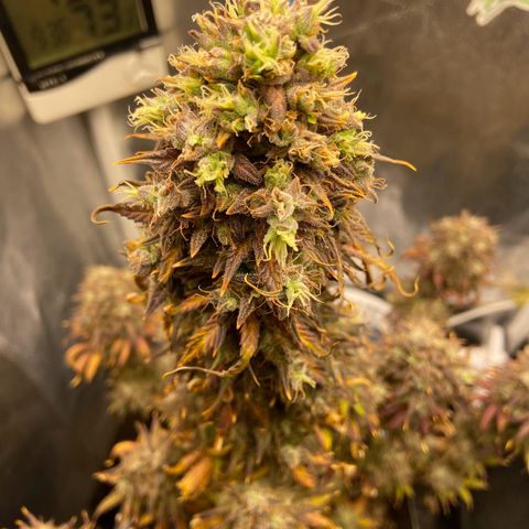 White Widow Auto 🕷️ growlog photo: Colheita 🔪 