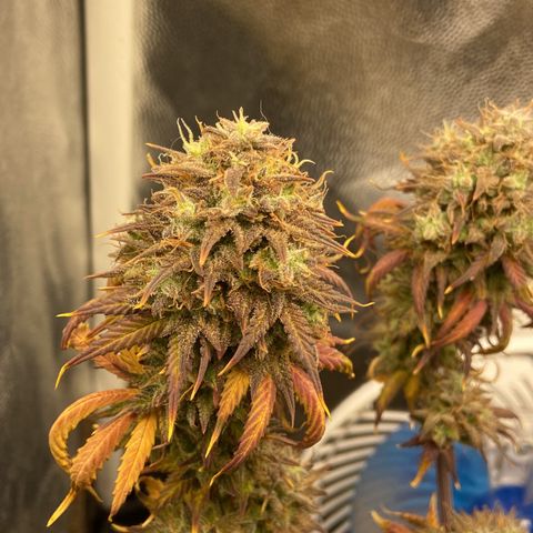 White Widow Auto 🕷️ growlog photo: Colheita 🔪 