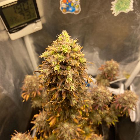 White Widow Auto 🕷️ growlog photo: Colheita 🔪 