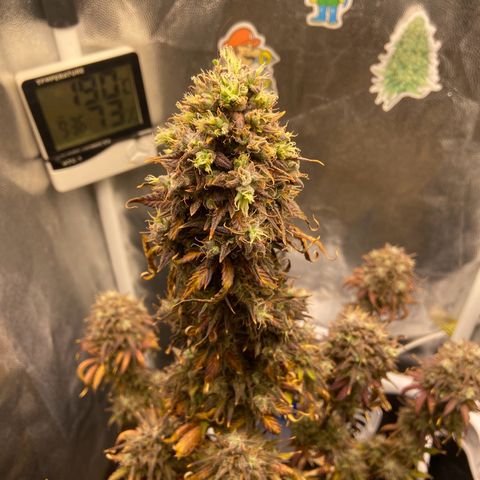 White Widow Auto 🕷️ growlog photo: Colheita 🔪 
