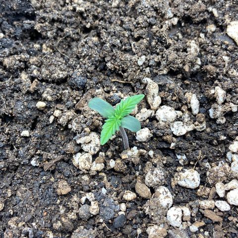 Gelato Auto 🍦  growlog photo: Olha só a evolução desse bebê em apenas 1 dia, agora verdinha e pra cima, marchaaaaa 
