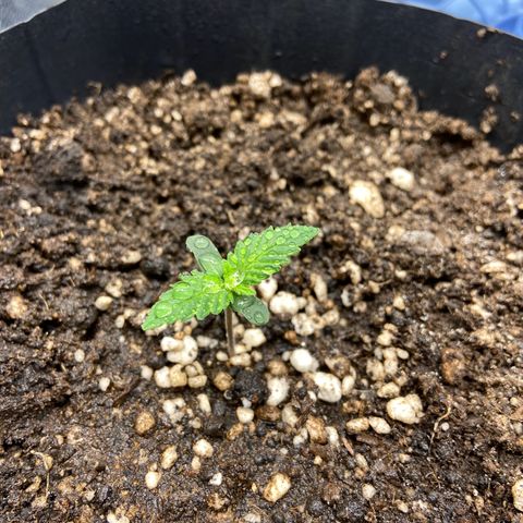 Gelato Auto 🍦  growlog timeline photo