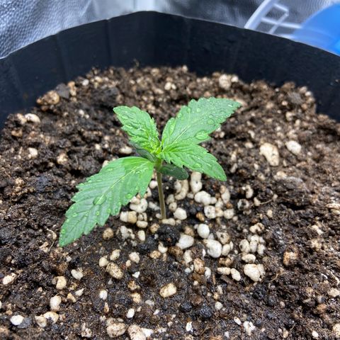 Gelato Auto 🍦  growlog photo: Tudo dando certo, plantinha se desenvolvendo 😍