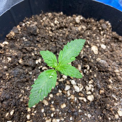 Gelato Auto 🍦  growlog photo: Tudo dando certo, plantinha se desenvolvendo 😍