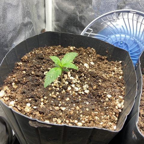 Gelato Auto 🍦  growlog photo: Tudo dando certo, plantinha se desenvolvendo 😍