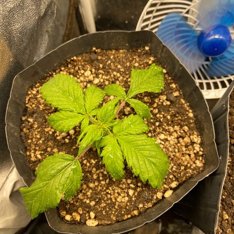 Gelato Auto 🍦  growlog photo: Planta sofrendo com a baixa temperatura e umidade, travou um pouco por esse tempo
Previsão marcando sol daqui uns 3 dias, creio que ela destrave quando esquentar um pouco 