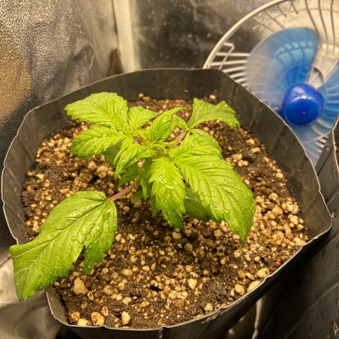 Gelato Auto 🍦  growlog photo: Planta sofrendo com a baixa temperatura e umidade, travou um pouco por esse tempo
Previsão marcando sol daqui uns 3 dias, creio que ela destrave quando esquentar um pouco 