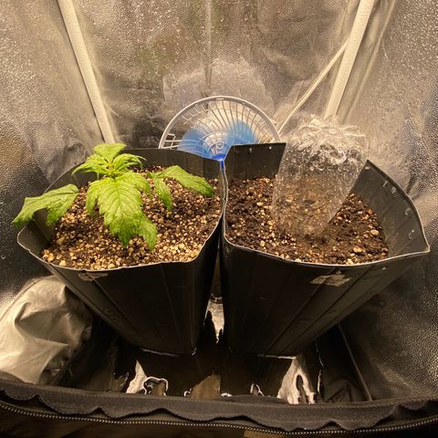 Gelato Auto 🍦  growlog photo: Planta sofrendo com a baixa temperatura e umidade, travou um pouco por esse tempo
Previsão marcando sol daqui uns 3 dias, creio que ela destrave quando esquentar um pouco 
