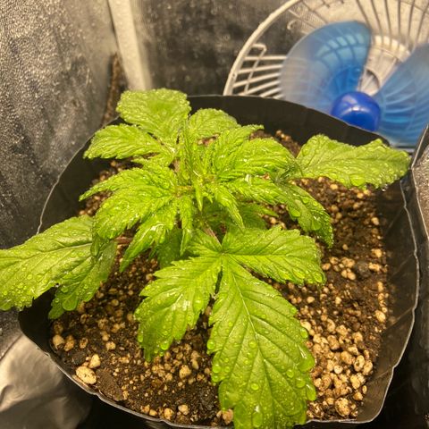 Gelato Auto 🍦  growlog photo: Mantendo borrifação no Grow todo para aumentar a umidade 