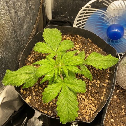 Gelato Auto 🍦  growlog photo: Mantendo borrifação no Grow todo para aumentar a umidade 