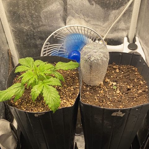 Gelato Auto 🍦  growlog photo: Mantendo borrifação no Grow todo para aumentar a umidade 